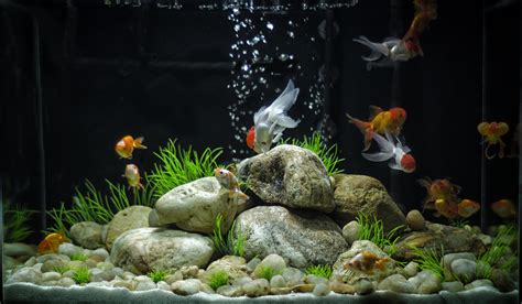 goldfish aquarium decor